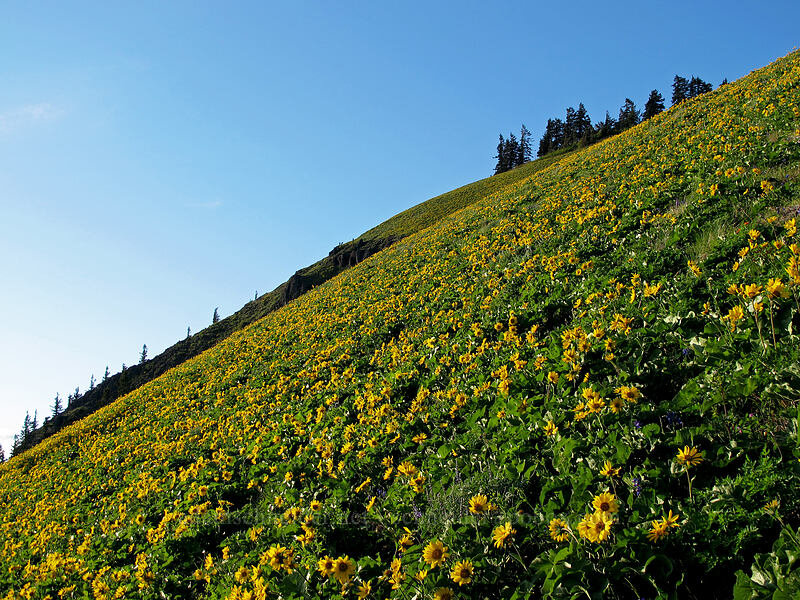 balsamroot (Balsamorhiza sp.) [Dog Mountain Trail, Gifford Pinchot National Forest, Skamania County, Washington]