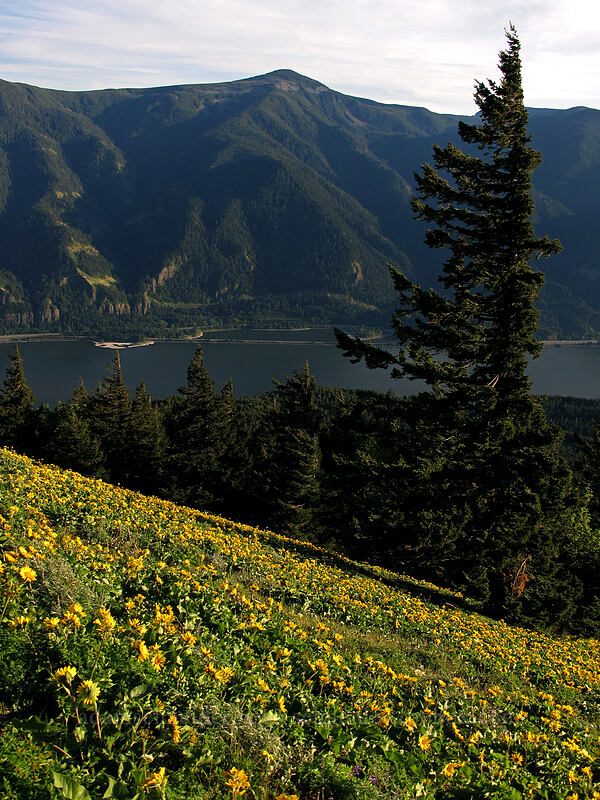 balsamroot & Mt. Defiance (Balsamorhiza sp.) [Dog Mountain Trail, Gifford Pinchot National Forest, Skamania County, Washington]