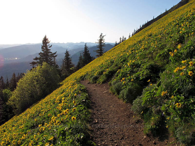 balsamroot (Balsamorhiza sp.) [Dog Mountain Trail, Gifford Pinchot National Forest, Skamania County, Washington]