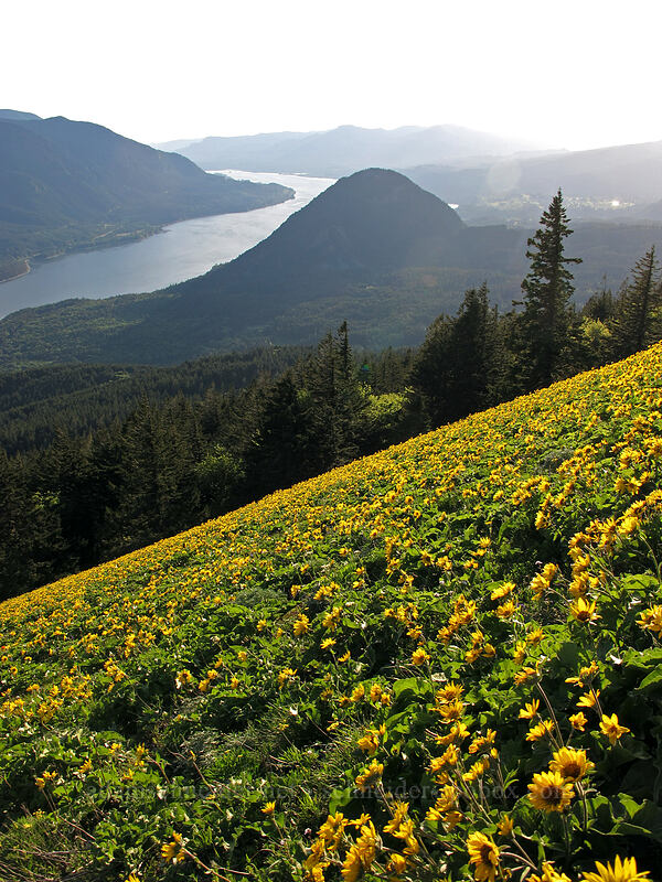 Wind Mountain & balsamroot (Balsamorhiza sp.) [Dog Mountain Trail, Gifford Pinchot National Forest, Skamania County, Washington]