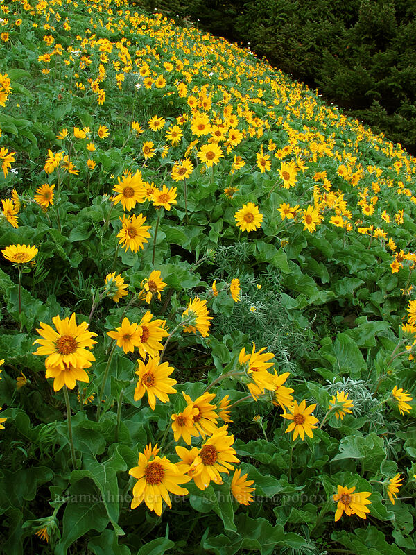 balsamroot (Balsamorhiza sp.) [Dog Mountain Trail, Gifford Pinchot National Forest, Skamania County, Washington]