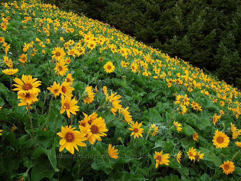 balsamroot (Balsamorhiza sp.) [Dog Mountain Trail, Gifford Pinchot National Forest, Skamania County, Washington]