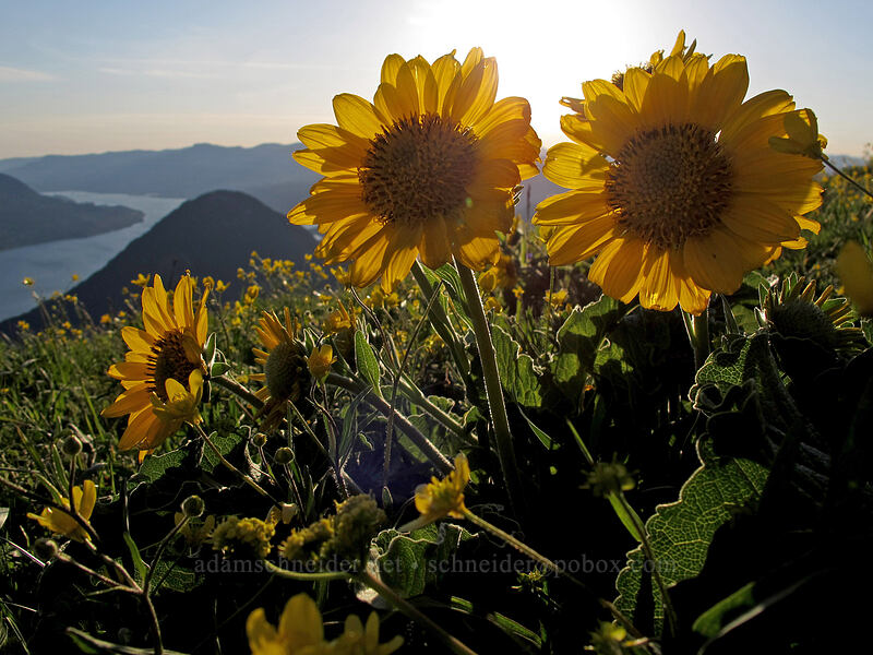 balsamroot (Balsamorhiza sp.) [Dog Mountain Trail, Gifford Pinchot National Forest, Skamania County, Washington]