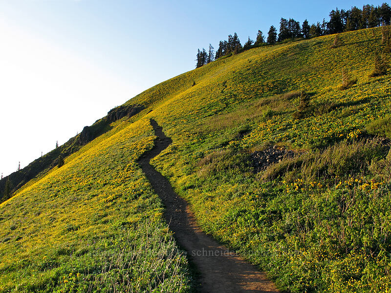 balsamroot (Balsamorhiza sp.) [Dog Mountain Trail, Gifford Pinchot National Forest, Skamania County, Washington]