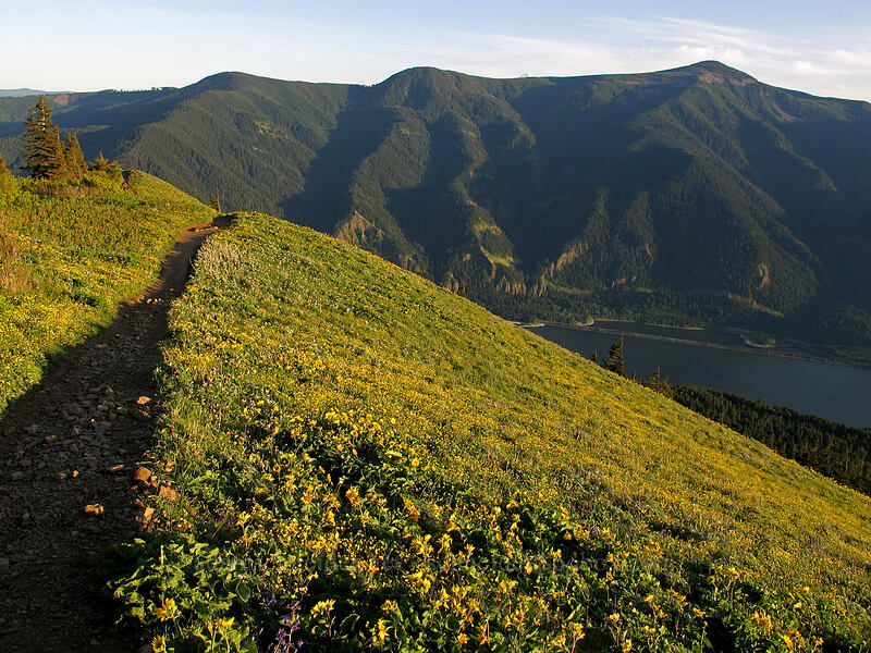 balsamroot & buttercups (Ranunculus occidentalis, Balsamorhiza sp.) [Dog Mountain Trail, Gifford Pinchot National Forest, Skamania County, Washington]