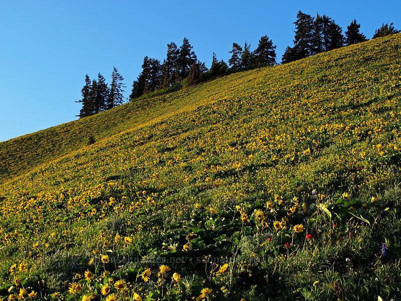 balsamroot (Balsamorhiza sp.) [Dog Mountain Trail, Gifford Pinchot National Forest, Skamania County, Washington]