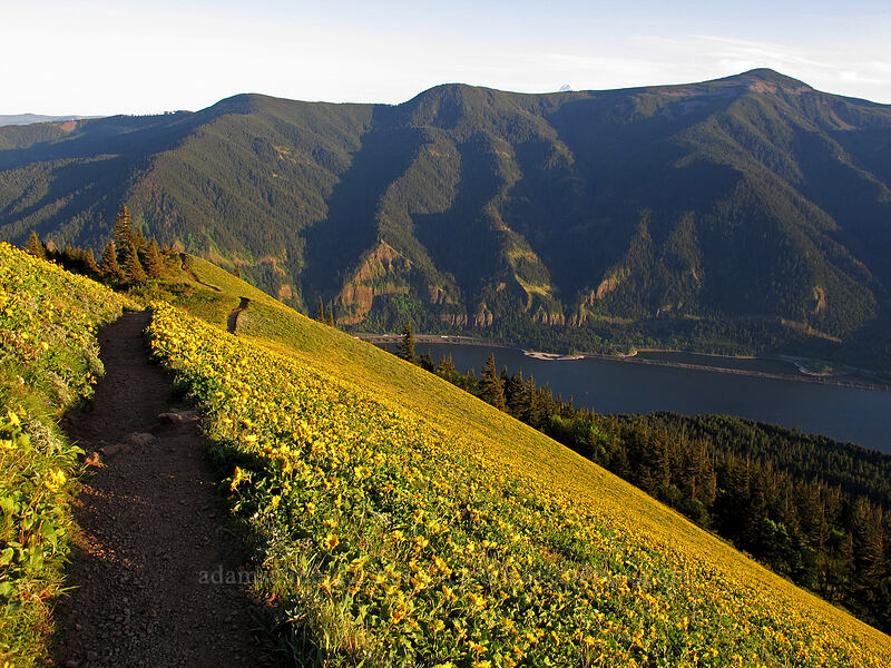 balsamroot (Balsamorhiza sp.) [Dog Mountain Trail, Gifford Pinchot National Forest, Skamania County, Washington]