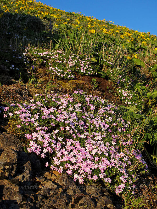 spreading phlox (Phlox diffusa) [Dog Mountain Trail, Gifford Pinchot National Forest, Skamania County, Washington]