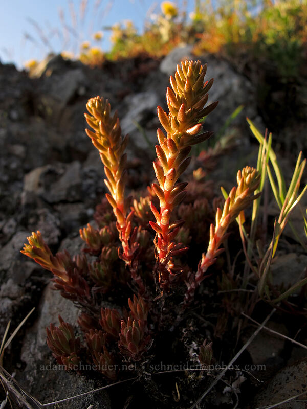 worm-leaf stonecrop (Sedum stenopetalum) [Dog Mountain Trail, Gifford Pinchot National Forest, Skamania County, Washington]