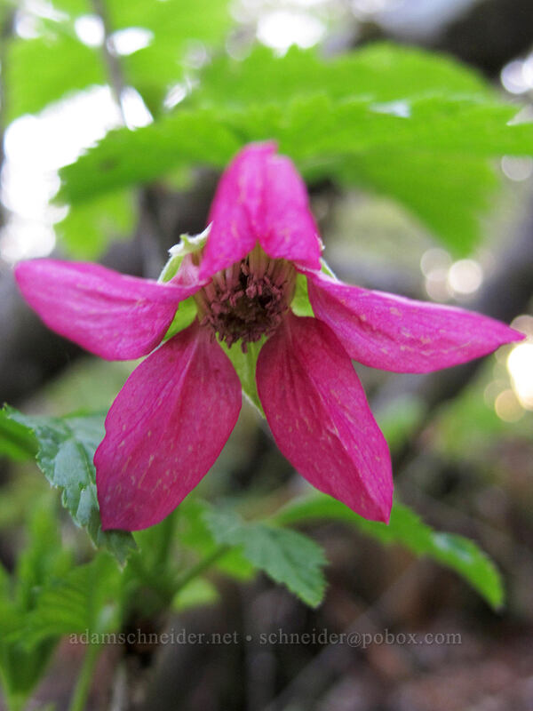 salmonberry flower (Rubus spectabilis) [Dog Mountain summit, Gifford Pinchot National Forest, Skamania County, Washington]