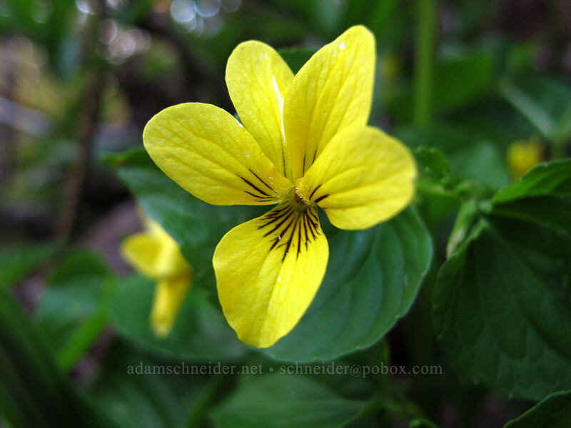 pioneer violets (Viola glabella) [Dog Mountain summit, Gifford Pinchot National Forest, Skamania County, Washington]