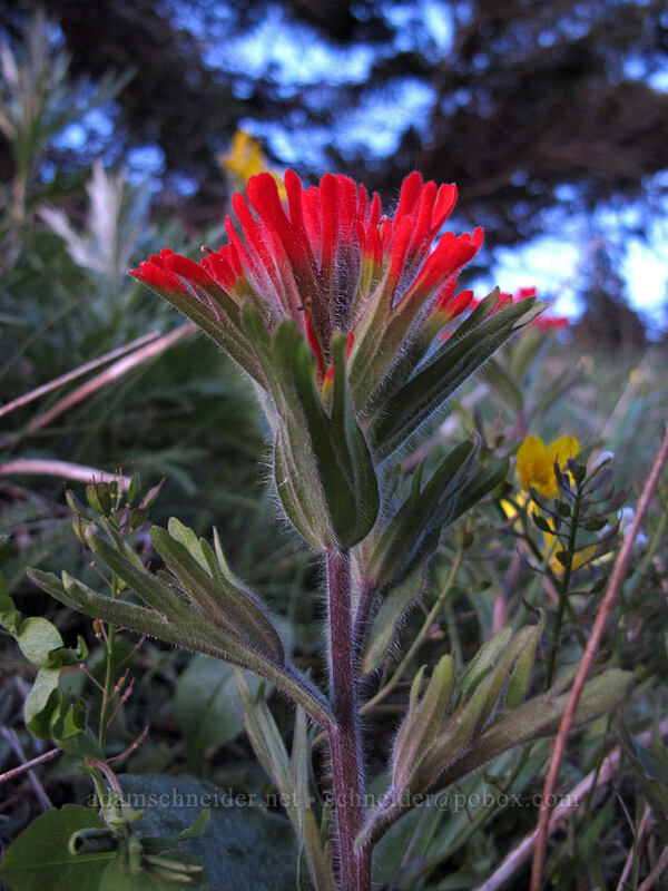harsh paintbrush (Castilleja hispida) [Dog Mountain, Gifford Pinchot National Forest, Skamania County, Washington]