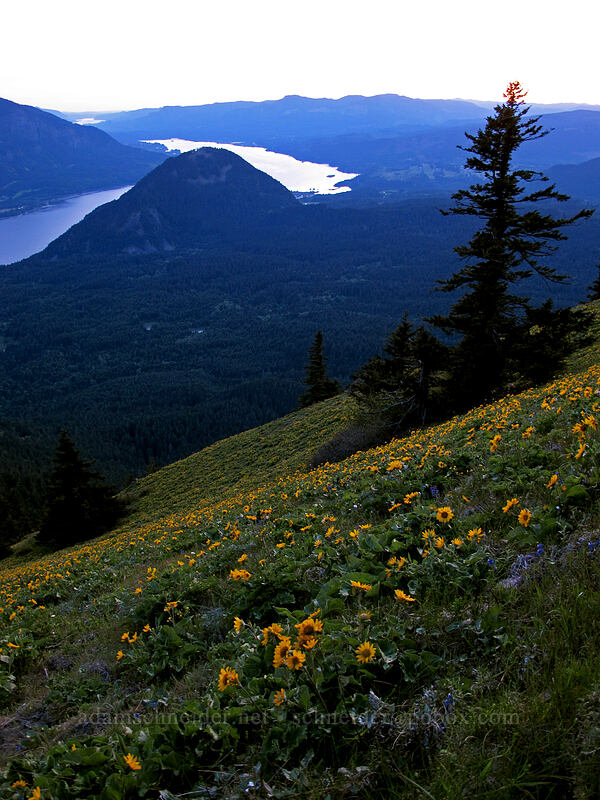 balsamroot & the Columbia River Gorge at sunset (Balsamorhiza sp.) [Dog Mountain, Gifford Pinchot National Forest, Skamania County, Washington]