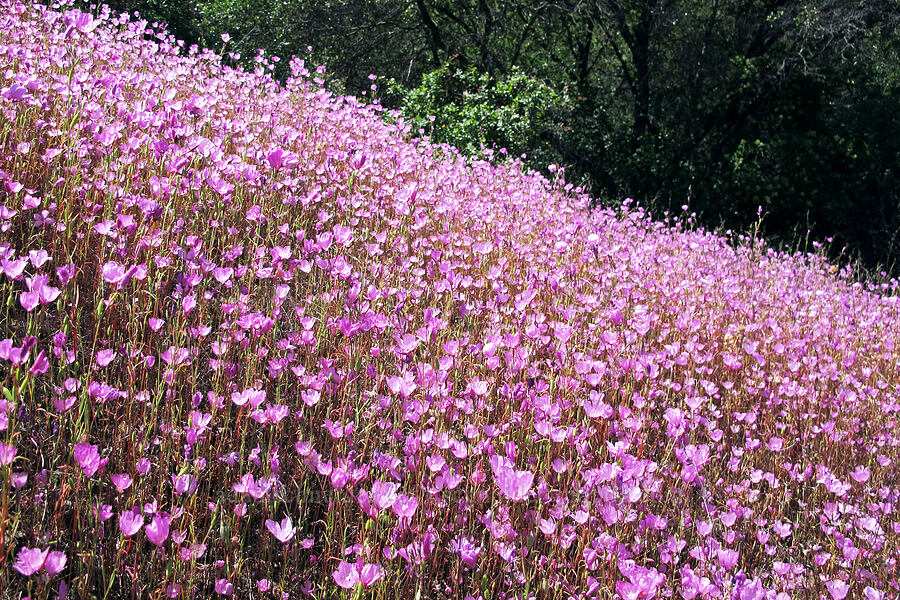Dudley's clarkia (Clarkia dudleyana) [CA Highway 120, Tuolumne County, California]