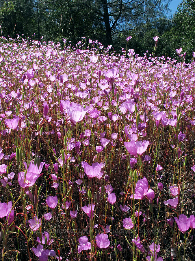 Dudley's clarkia (Clarkia dudleyana) [CA Highway 120, Tuolumne County, California]