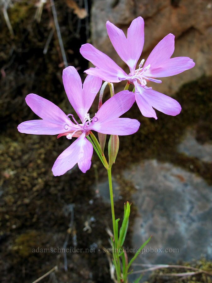 two-lobed clarkia (Clarkia biloba) [Old Priest Grade Road, Tuolumne County, California]