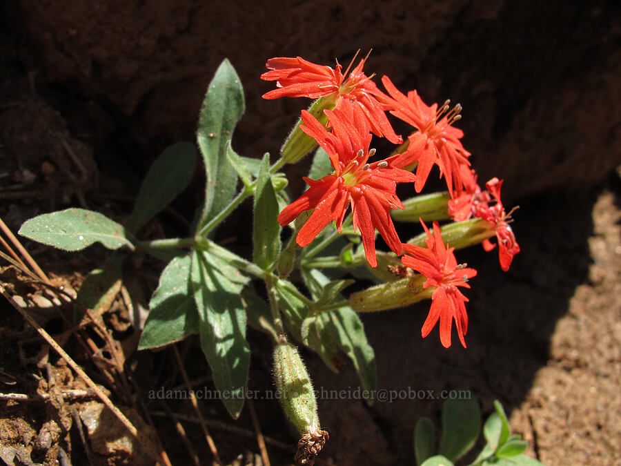 cardinal catchfly (Silene laciniata ssp. californica) [Evergreen Road, Stanislaus National Forest, Tuolumne County, California]