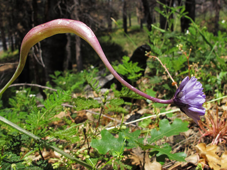 blue dicks with a midge gall (Dipterostemon capitatus (Dichelostemma capitatum), Lasioptera sp.) [Evergreen Road, Stanislaus National Forest, Tuolumne County, California]
