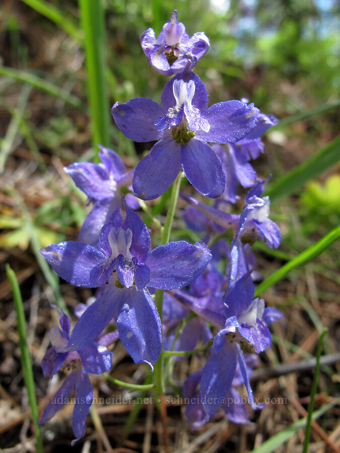 larkspur (Delphinium patens) [Evergreen Road, Stanislaus National Forest, Tuolumne County, California]
