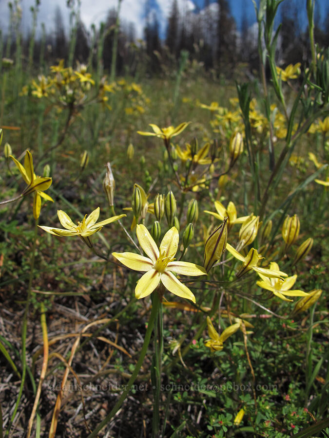 foothills pretty-face (Triteleia ixioides ssp. scabra) [Evergreen Road, Stanislaus National Forest, Tuolumne County, California]