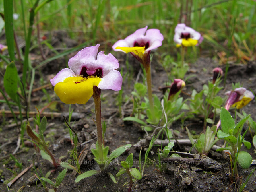 pansy monkeyflower (Diplacus pulchellus (Mimulus pulchellus)) [Evergreen Road, Stanislaus National Forest, Tuolumne County, California]