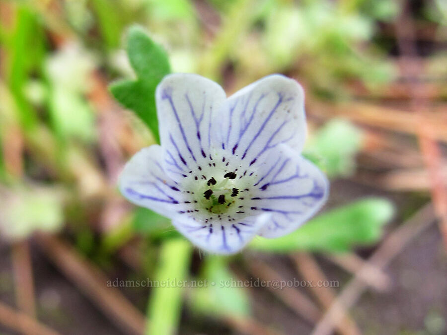meadow nemophila (Nemophila pedunculata) [Evergreen Road, Stanislaus National Forest, Tuolumne County, California]