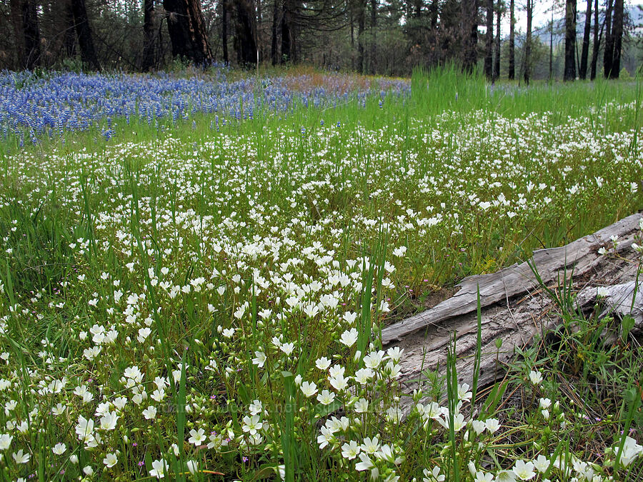 sky lupines & meadow-foam (Lupinus nanus, Limnanthes alba) [Evergreen Road, Stanislaus National Forest, Tuolumne County, California]