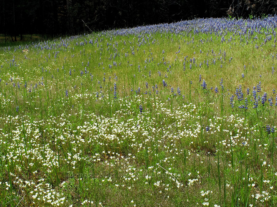 sky lupines & meadow-foam (Lupinus nanus, Limnanthes alba) [Evergreen Road, Stanislaus National Forest, Tuolumne County, California]