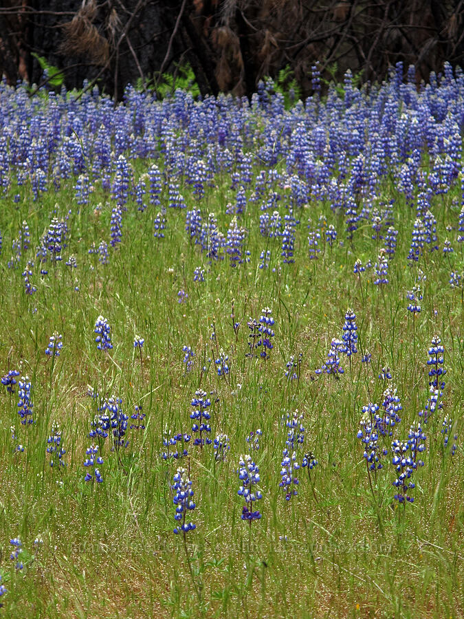sky lupines (Lupinus nanus) [Evergreen Road, Stanislaus National Forest, Tuolumne County, California]