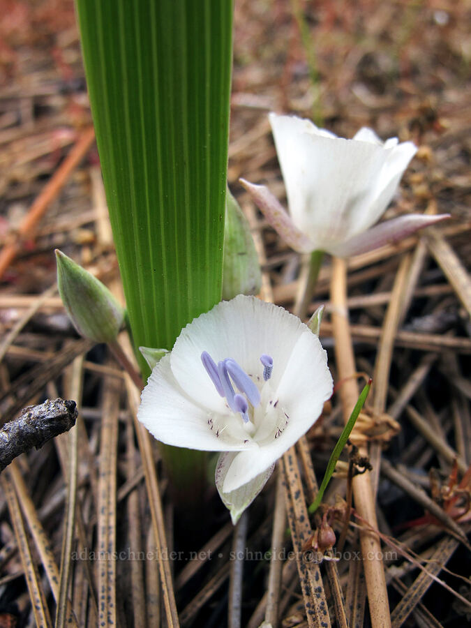 Sierra mariposa lilies (Calochortus minimus) [Evergreen Road, Stanislaus National Forest, Tuolumne County, California]