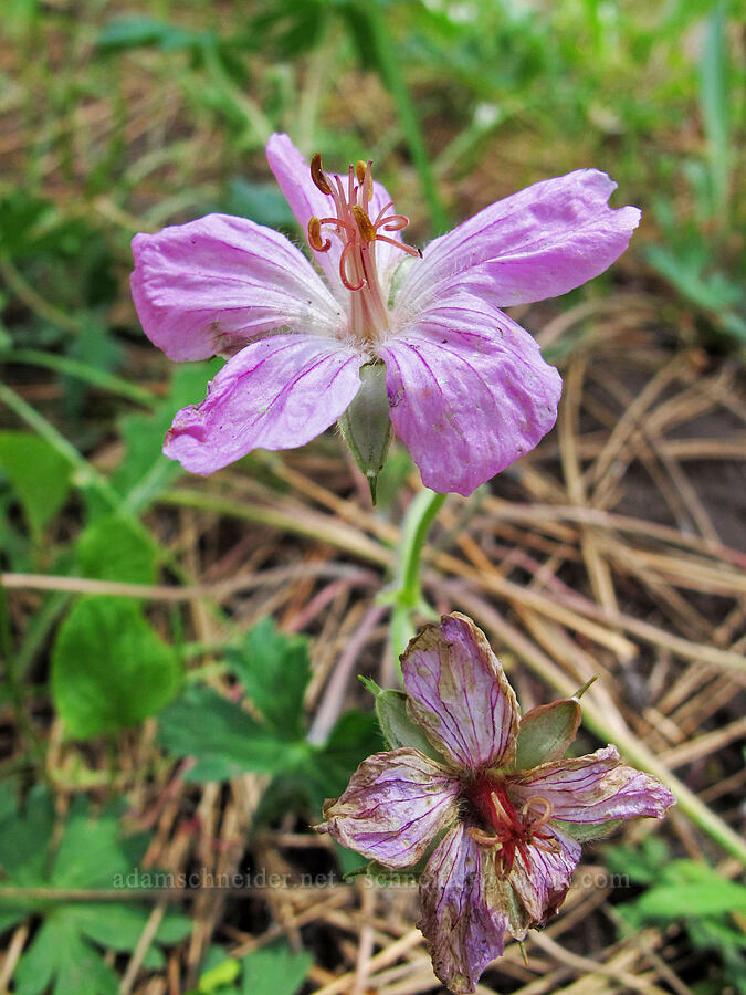 California geranium (Geranium californicum) [Evergreen Road, Stanislaus National Forest, Tuolumne County, California]