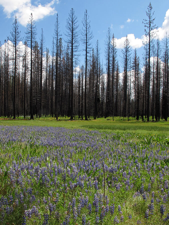 sky lupine (Lupinus nanus) [Evergreen Road, Stanislaus National Forest, Tuolumne County, California]