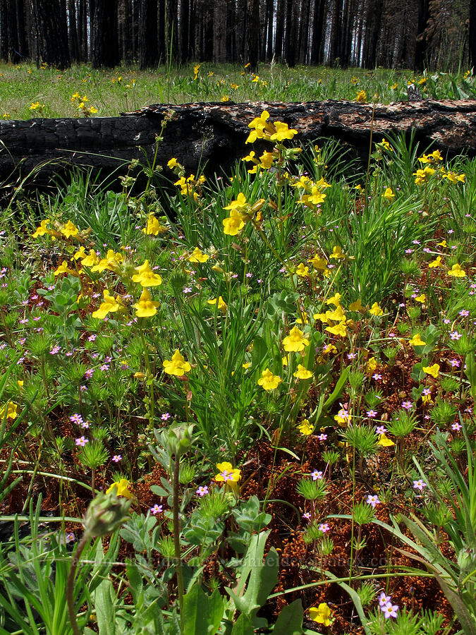 yellow monkeyflower & baby stars (Erythranthe guttata (Mimulus guttatus), Leptosiphon bicolor (Linanthus bicolor)) [Evergreen Road, Stanislaus National Forest, Tuolumne County, California]