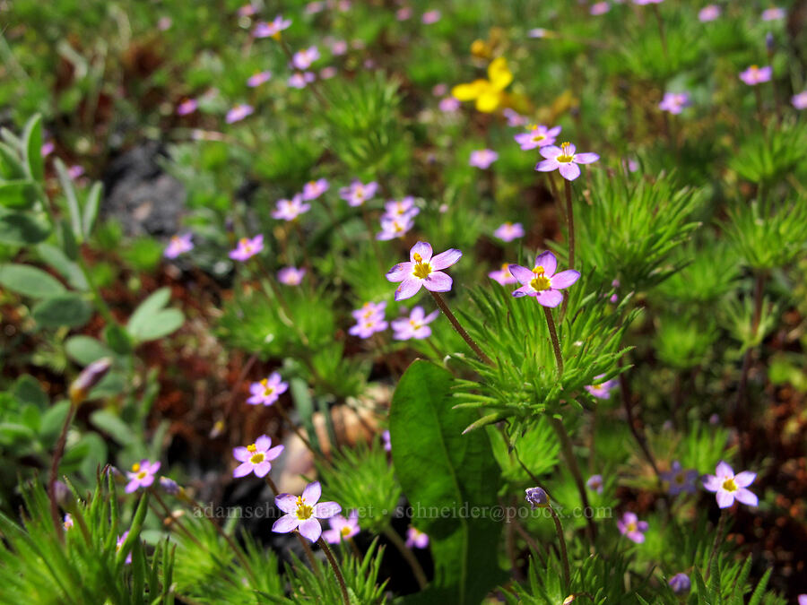 true baby-stars (Leptosiphon bicolor (Linanthus bicolor)) [Evergreen Road, Stanislaus National Forest, Tuolumne County, California]