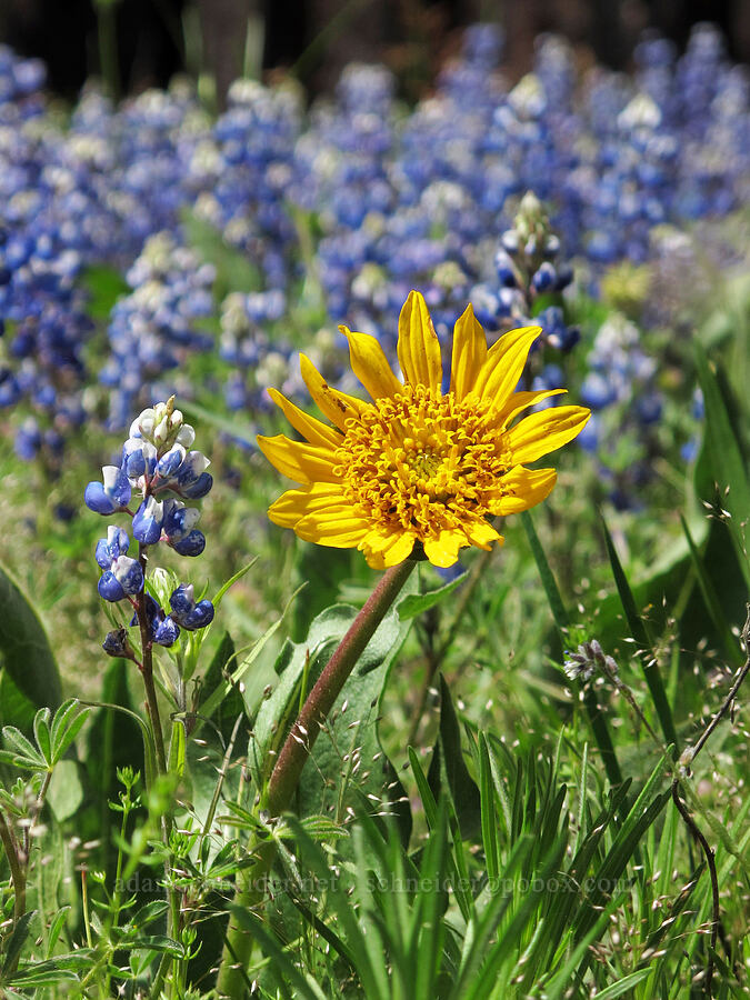 narrow-leaved mule's-ear & sky lupine (Wyethia angustifolia, Lupinus nanus) [Evergreen Road, Stanislaus National Forest, Tuolumne County, California]