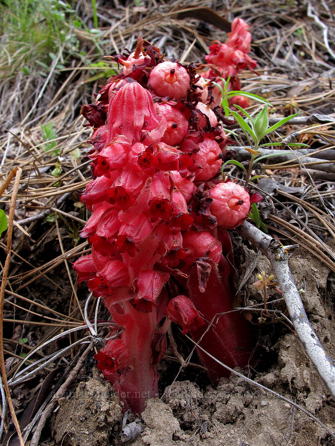 snow plant (Sarcodes sanguinea) [Evergreen Road, Stanislaus National Forest, Tuolumne County, California]