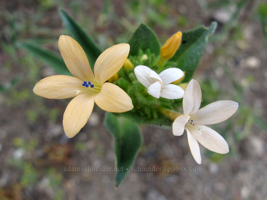 grand collomia (Collomia grandiflora) [Evergreen Road, Stanislaus National Forest, Tuolumne County, California]