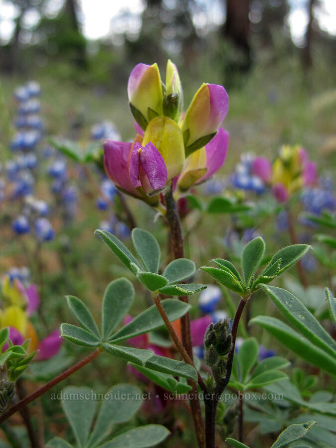 harlequin lupine (Lupinus stiversii) [Hetch Hetchy Road, Yosemite National Park, Tuolumne County, California]