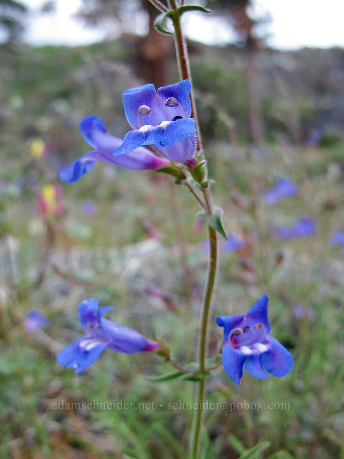 mountain blue penstemon (Penstemon laetus) [Hetch Hetchy Road, Yosemite National Park, Tuolumne County, California]