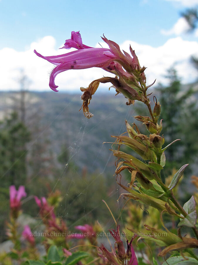 mountain pride (Penstemon newberryi) [Hetch Hetchy Road, Yosemite National Park, Tuolumne County, California]