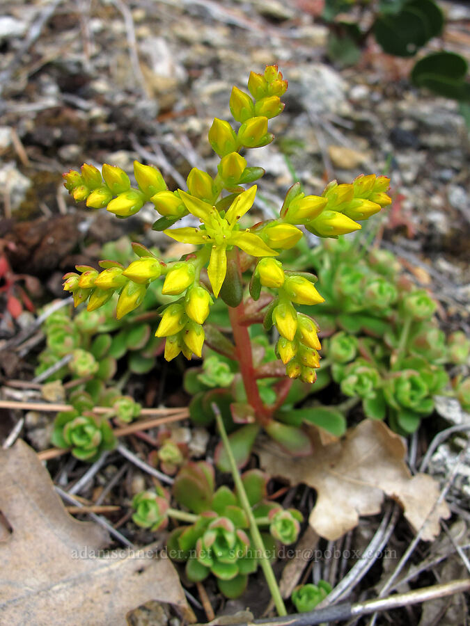 Sierra mock stonecrop (Sedella pumila) [Hetch Hetchy Road, Yosemite National Park, Tuolumne County, California]