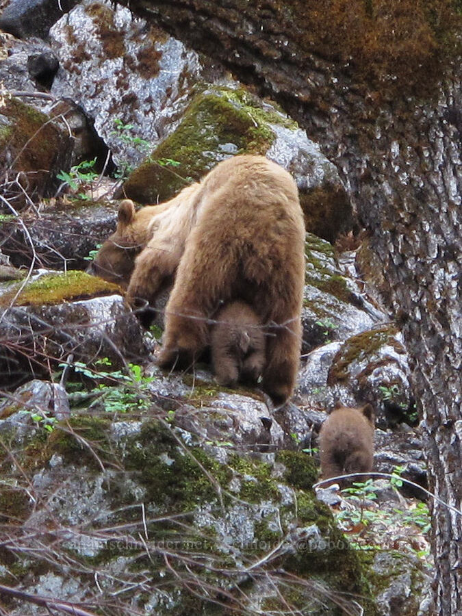 black bear mama & cubs (Ursus americanus californiensis) [Hetch Hetchy Road, Yosemite National Park, Tuolumne County, California]