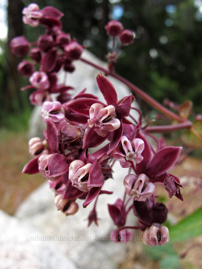 purple milkweed (Asclepias cordifolia) [Hetch Hetchy Reservoir, Yosemite National Park, Tuolumne County, California]