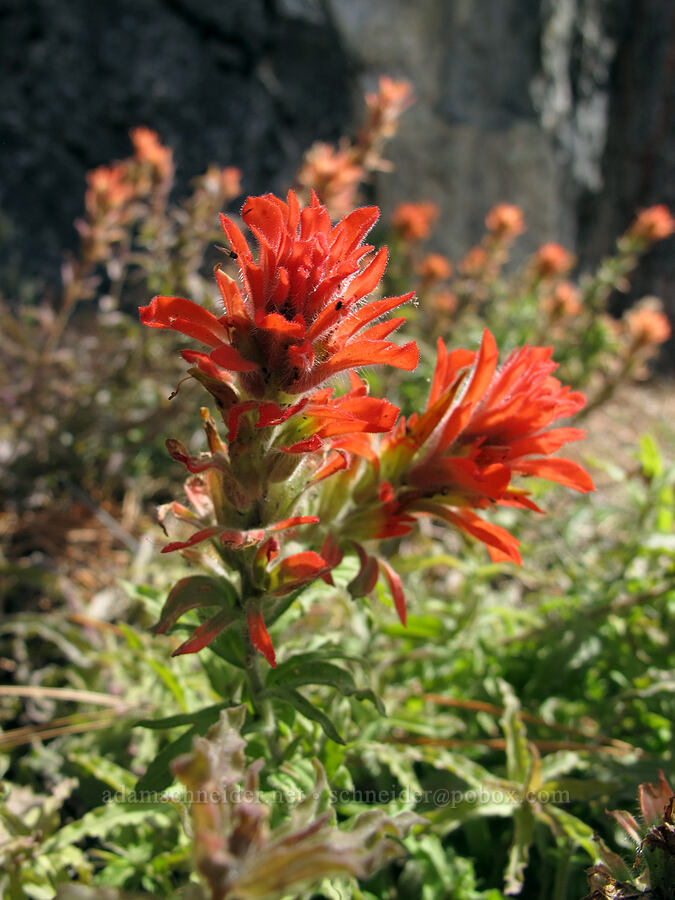 wavy-leaf paintbrush (Castilleja applegatei var. pinetorum) [Hetch Hetchy Reservoir, Yosemite National Park, Tuolumne County, California]