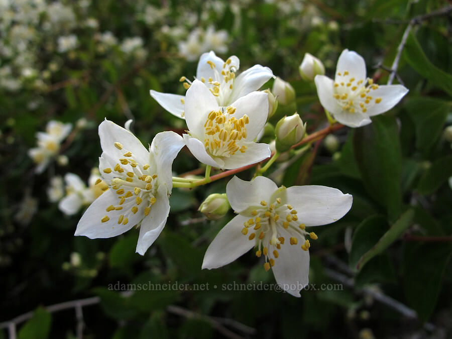 wild mock orange (Philadelphus lewisii) [Hetch Hetchy Reservoir, Yosemite National Park, Tuolumne County, California]