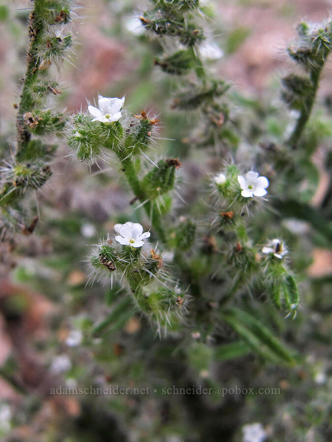 prickly cryptantha (Cryptantha muricata) [Hetch Hetchy Reservoir, Yosemite National Park, Tuolumne County, California]