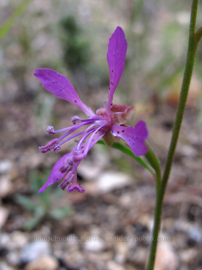 diamond clarkia (Clarkia rhomboidea) [Hetch Hetchy Reservoir, Yosemite National Park, Tuolumne County, California]