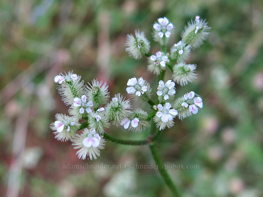 spreading hedge-parsley (Torilis arvensis) [Hetch Hetchy Reservoir, Yosemite National Park, Tuolumne County, California]