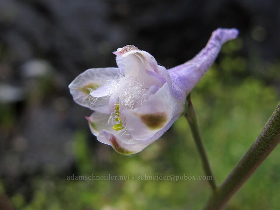 Eldorado larkspur (Hansen's delphinum) (Delphinium hansenii) [Hetch Hetchy Reservoir, Yosemite National Park, Tuolumne County, California]