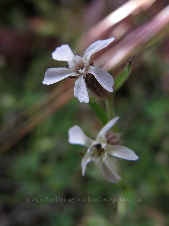 common catchfly (Silene gallica) [Hetch Hetchy Reservoir, Yosemite National Park, Tuolumne County, California]